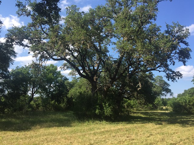 00 FM 1120, Rio Frio, TX 78879