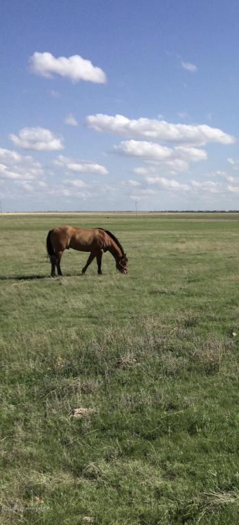 Tract 4 Rockwell Road, Canyon, TX 79015