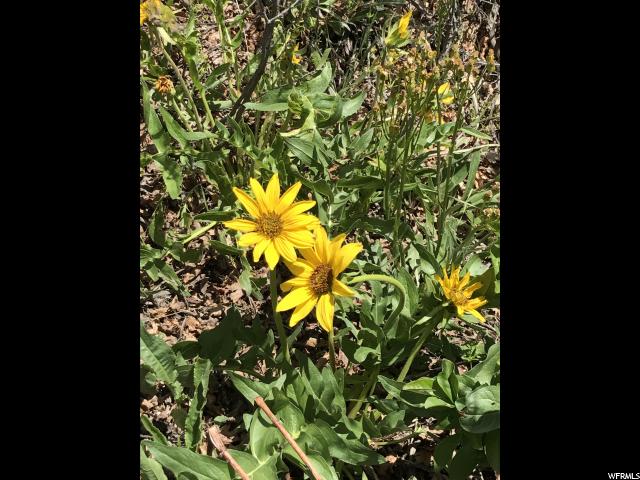 1259 N HILLSIDE DR, Midway, UT 84049