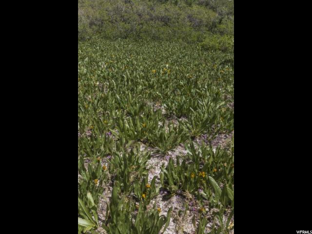 Eden, UT 84310