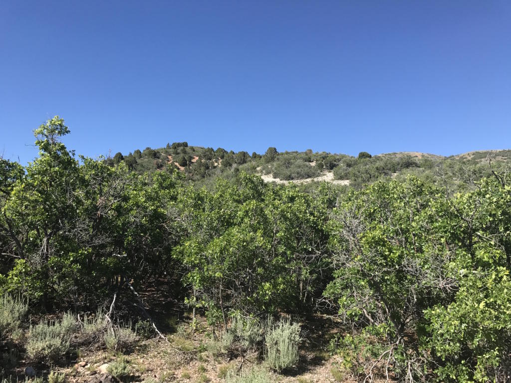E 1/2 Lot 13 Unit 2 Mount Baldy, Fountain Green, UT 84632