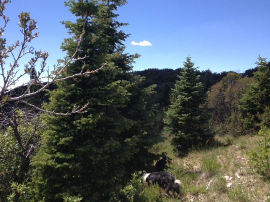 Lot 1 3200 Subdivision, Brian Head, UT 84719