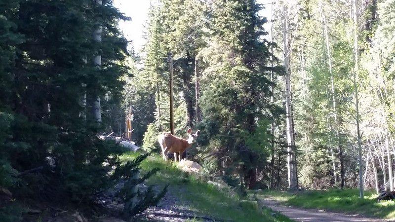 4255 N Noble Fir Dr., BW 1-3-12, Hatch, UT 84735