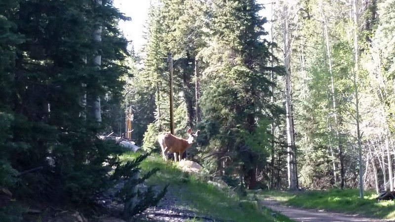 4255 N Noble Fir Dr., BW 1-3-12, Hatch, UT 84735