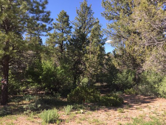 Ponderosa Pine St W, Mount Carmel, UT 84755