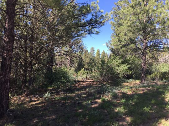 Ponderosa Pine St W, Mount Carmel, UT 84755