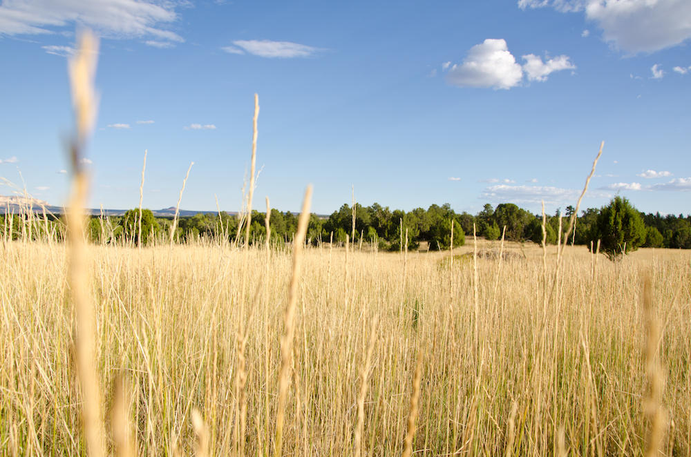 BUFFALO RIDGE RD, Mt. Carmel, UT 84755