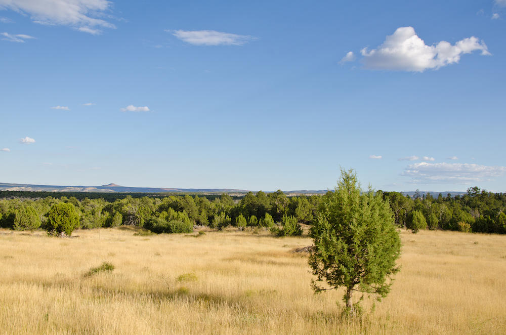 BUFFALO RIDGE RD, Mt. Carmel, UT 84755