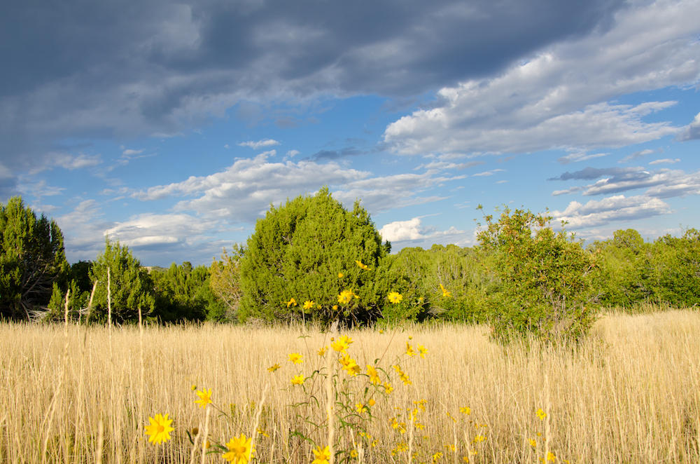 BUFFALO RIDGE RD, Mt. Carmel, UT 84755