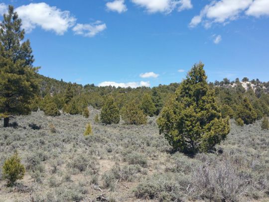 Sec 4 T36S R6W - 10 Acres, Panguitch Lake, UT 84759