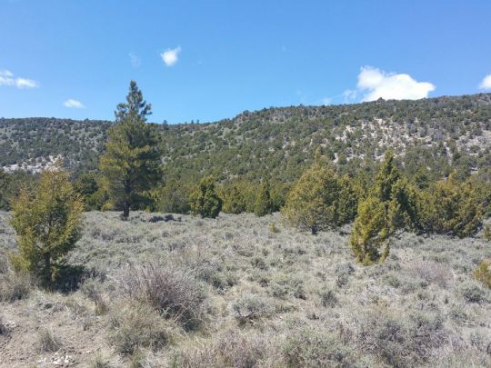 Sec 4 T36S R6W - 10 Acres, Panguitch Lake, UT 84759