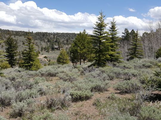 445 N Ipson, Panguitch Lake, UT 84759