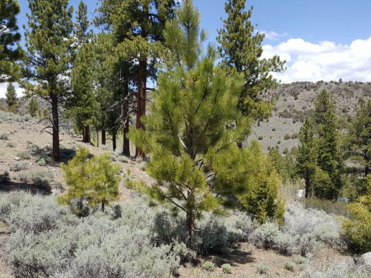445 N Ipson, Panguitch Lake, UT 84759