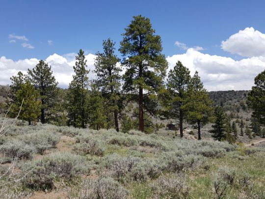 465 N Ipson Creek Dr, Panguitch Lake, UT 84759