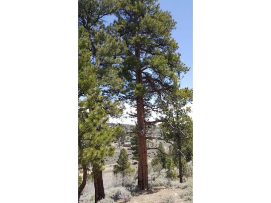 465 N Ipson Creek Dr, Panguitch Lake, UT 84759