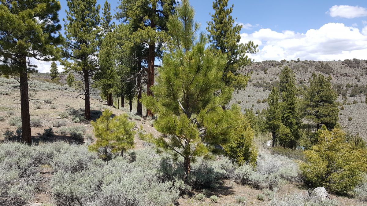 465 N Lpson Creek Dr., Panquitch, UT 84759