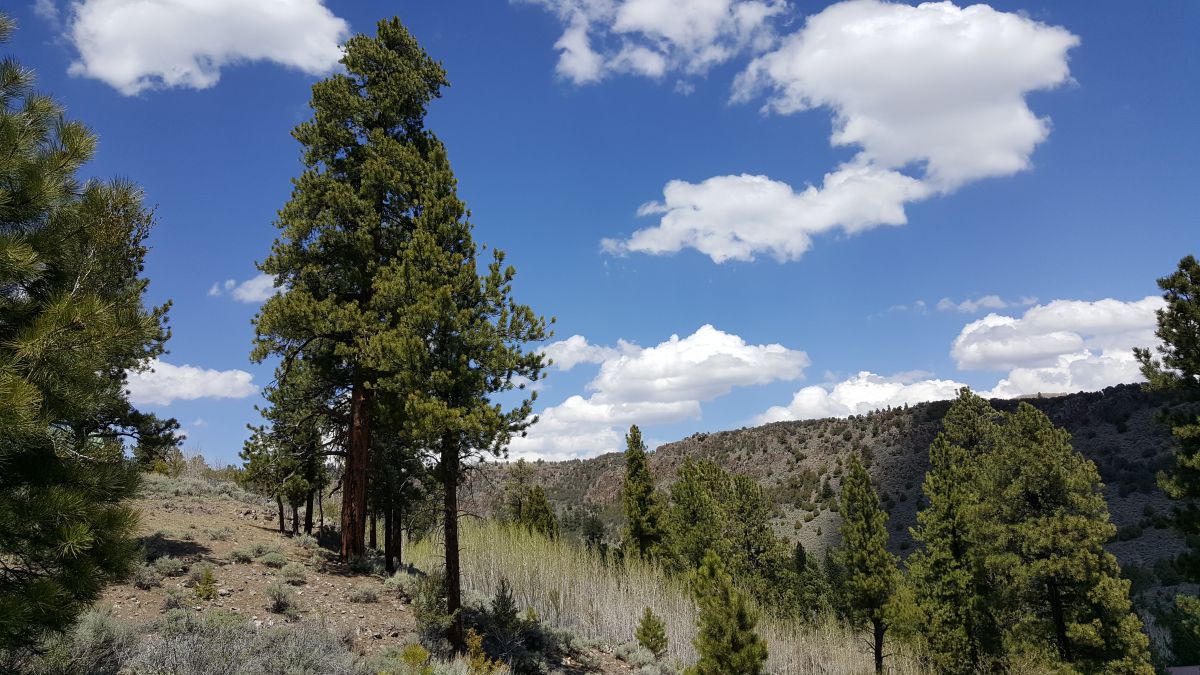 445 n Ipson, Panquitch, UT 84759