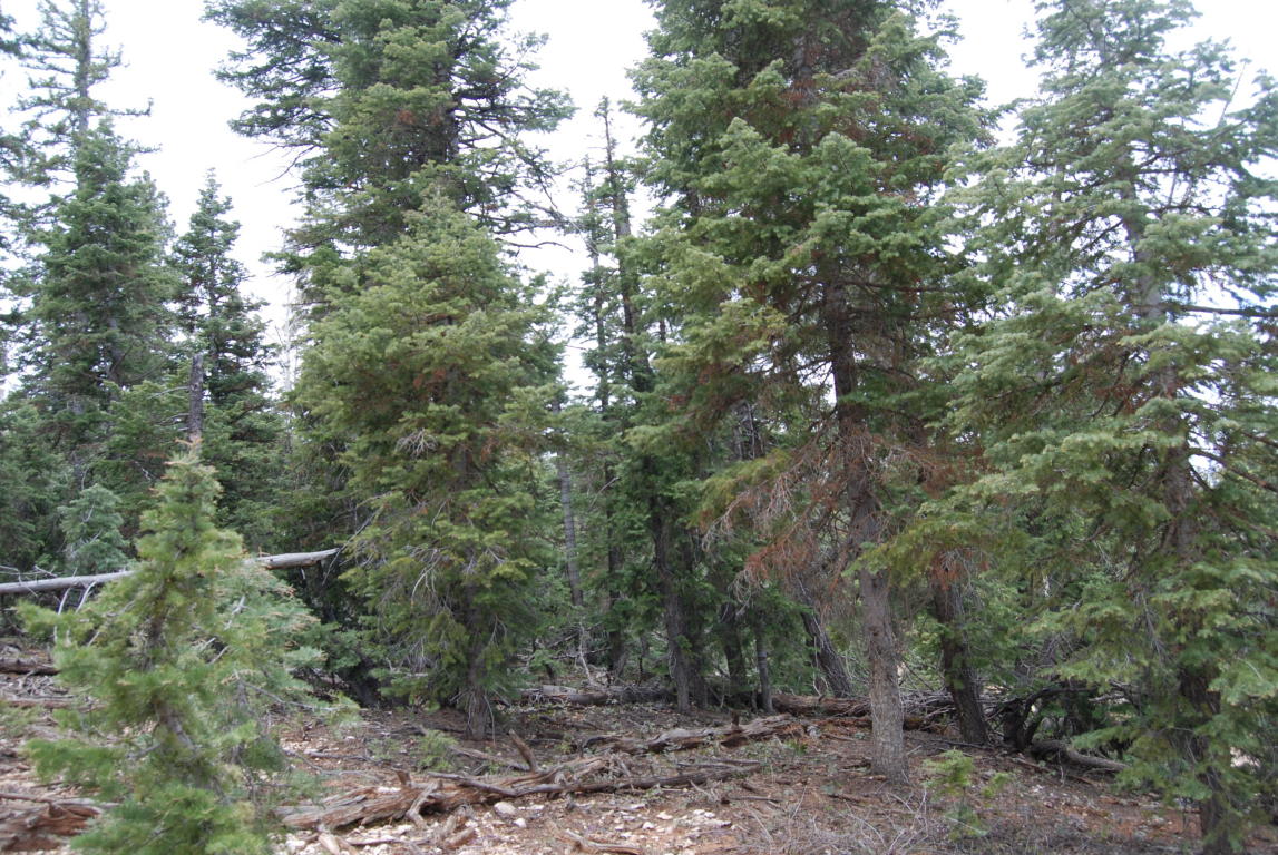 1095 W Shale CIR, Duck Creek, UT 84762