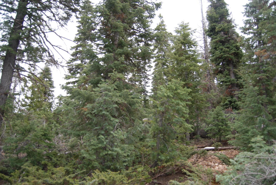 1095 W Shale CIR, Duck Creek, UT 84762