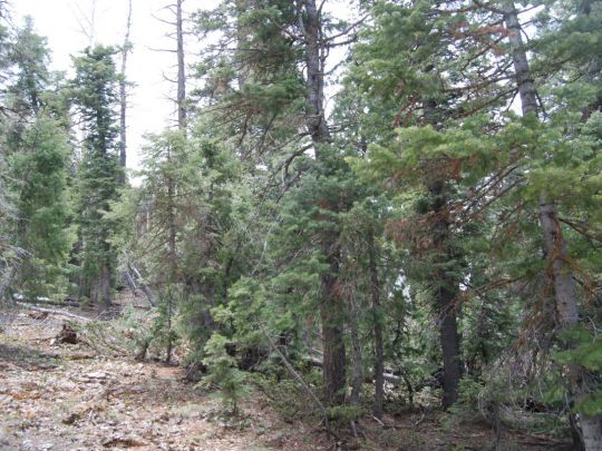 1095 W SHALE Cir, Duck Creek Village, UT 84762