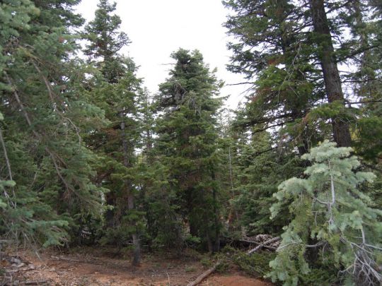 1095 W SHALE Cir, Duck Creek Village, UT 84762