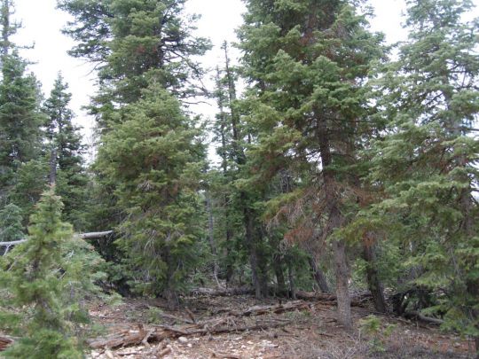 1095 W SHALE Cir, Duck Creek Village, UT 84762