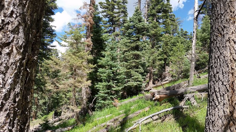6455 W Kodiak Dr, NLE 1-17&8, Duck Creek Village, UT 84762