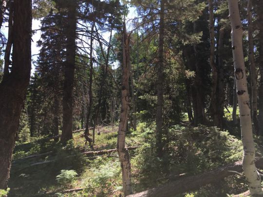 805 W Big Horn Cir, Duck Creek Village, UT 84762