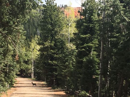 445 S Scenic Dr, Duck Creek Village, UT 84762