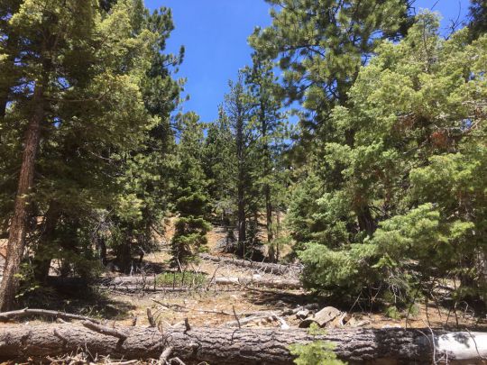 75 S Silver Spruce Dr, Duck Creek Village, UT 84762