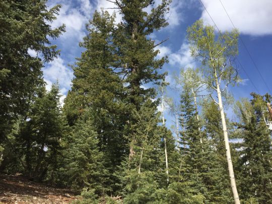 Whispering Pines/Rim Rd, Duck Creek Village, UT 84762