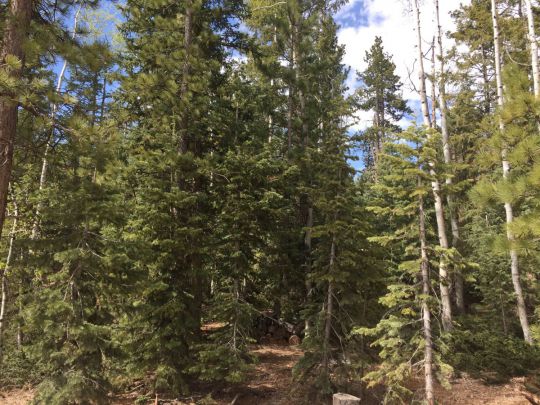 Whispering Pines/Rim Rd, Duck Creek Village, UT 84762