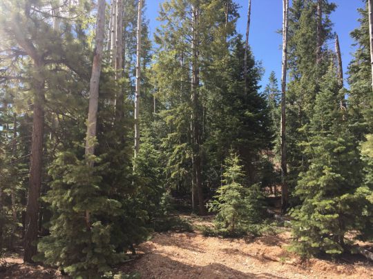 Whispering Pines/Rim Rd, Duck Creek Village, UT 84762
