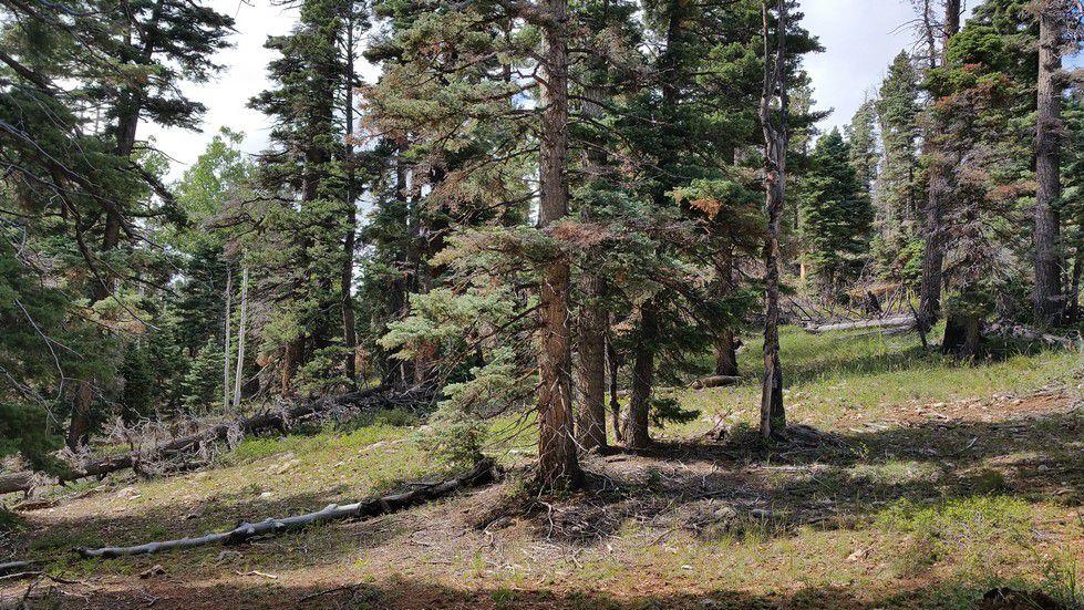 5760 W Berry Loop, NLE 3-C-22, Duck Creek, UT 84762