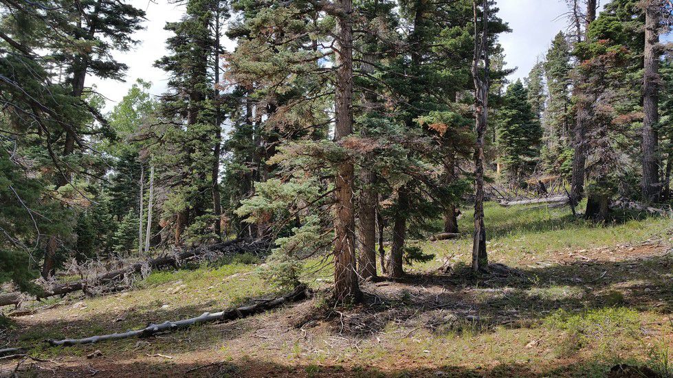 5760 W Berry Loop, NLE 3-C-22, Duck Creek Village, UT 84762