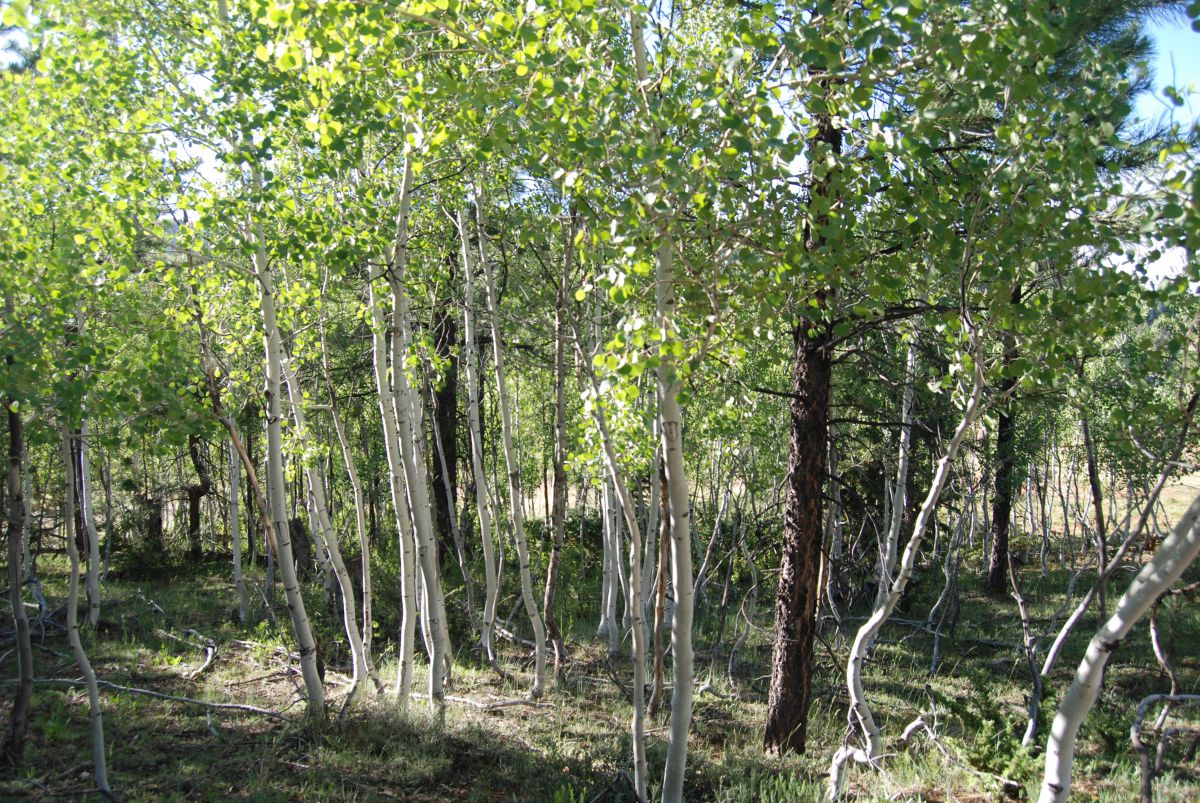 95/115 N Pinetree #1A, Duck Creek Village, UT 84762
