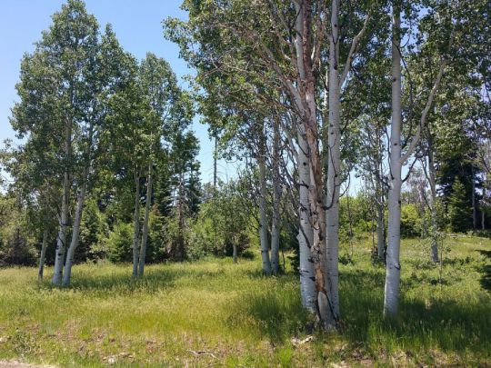 Whispering Pines Lot 21, Virgin, UT 84779