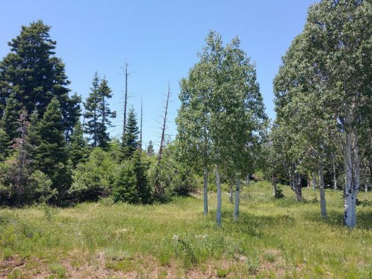 Whispering Pines Lot 21, Virgin, UT 84779