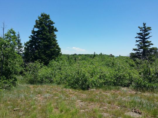Whispering Pines Lot 21, Virgin, UT 84779