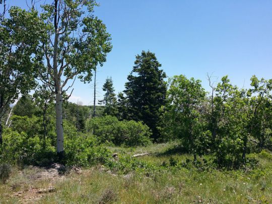 Whispering Pines Lot 21, Virgin, UT 84779