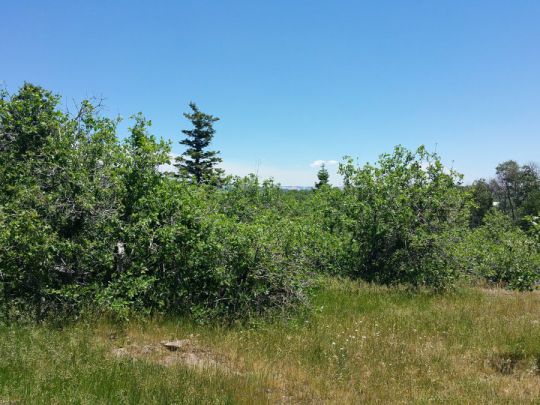 Whispering Pines Lot 21, Virgin, UT 84779
