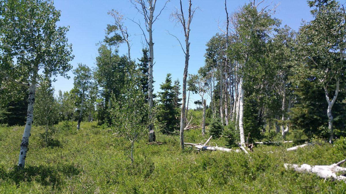 Whispering Pines Lot #27, Virgin, UT 84779