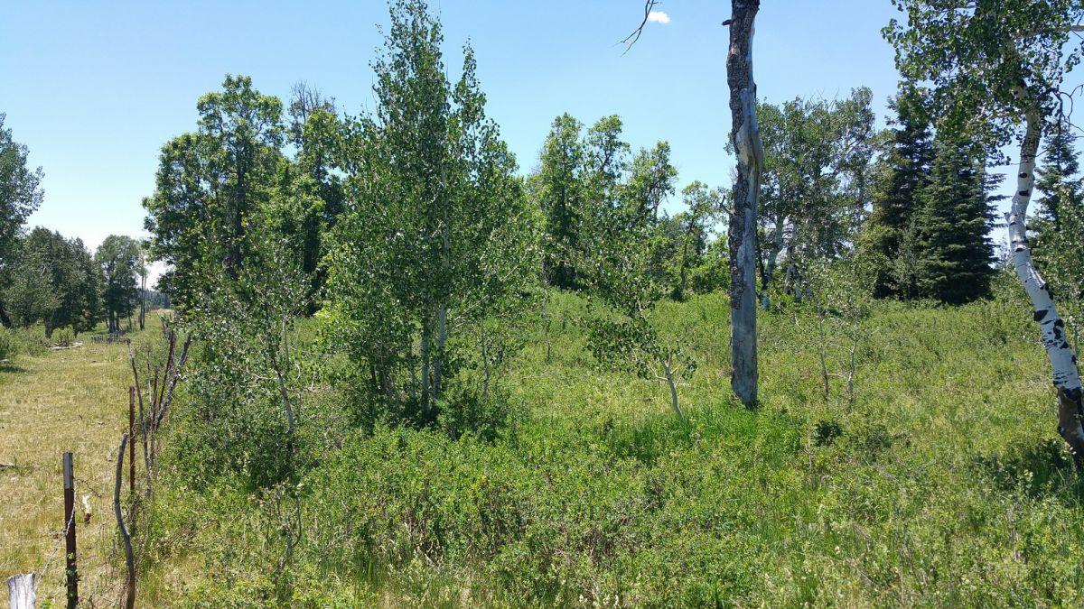 Whispering Pines Lot #27, Virgin, UT 84779