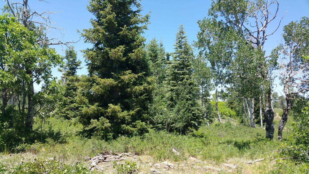 Whispering Pines Lot #27, Virgin, UT 84779