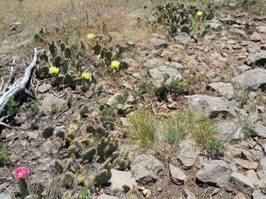 Whispering Pines Lot 57, Virgin, UT 84779