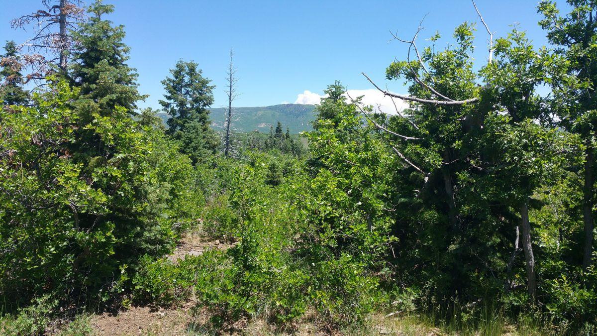 Whispering Pines Lot #7, Virgin, UT 84779