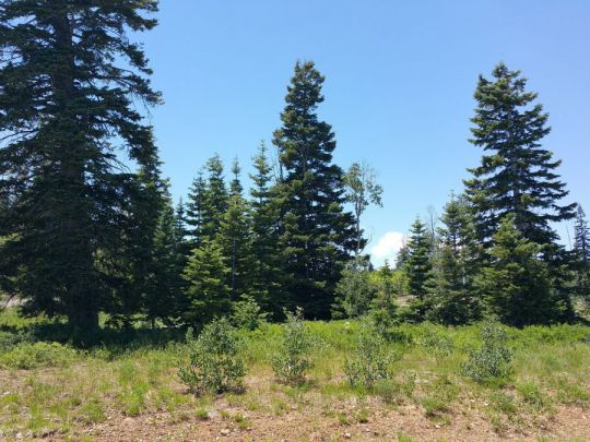 Whispering Pines Lot 53, Virgin, UT 84779
