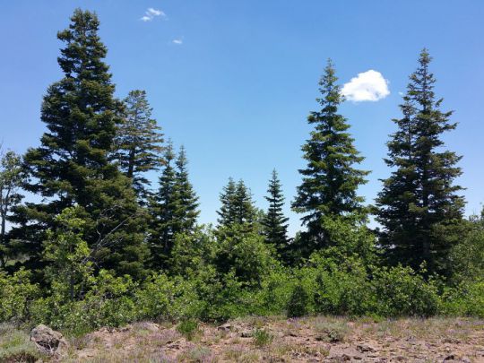 Whispering Pines Lot 53, Virgin, UT 84779
