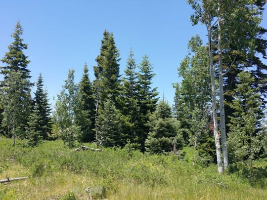 Whispering Pines Lot 53, Virgin, UT 84779