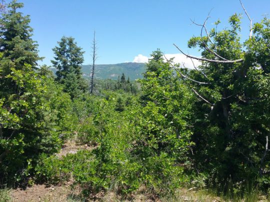 Whispering Pines Lot 7, Virgin, UT 84779